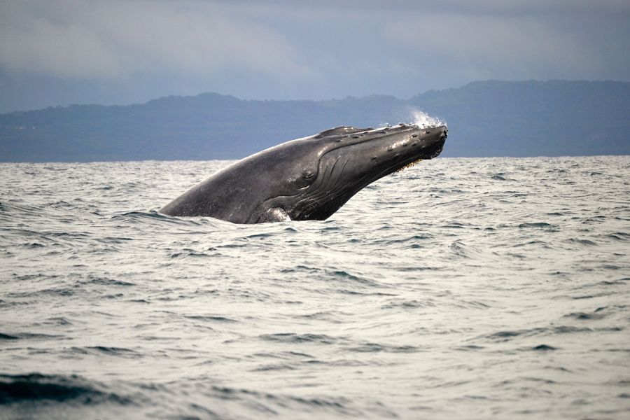 Ballena Jorobada