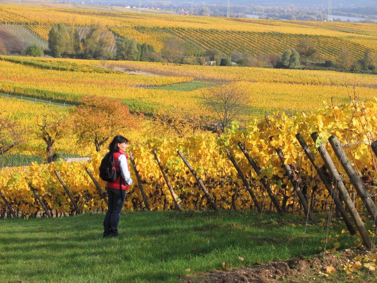 caminante entre los viñedos del otoño