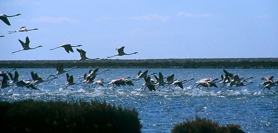 Parque Natural de Ses Salines