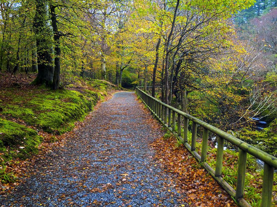 Viaje a través de colorido follaje de otoño