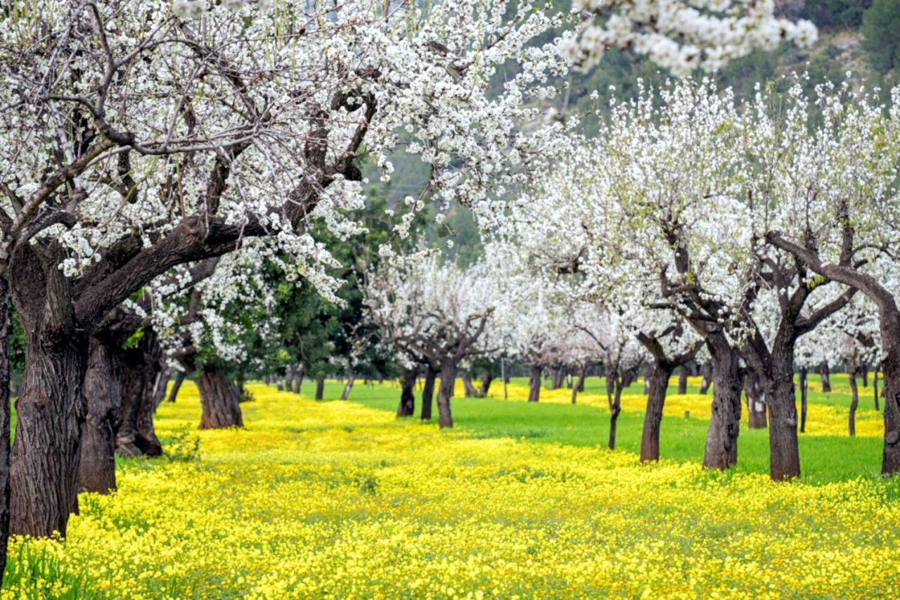 Almendros en flor en Mallorca