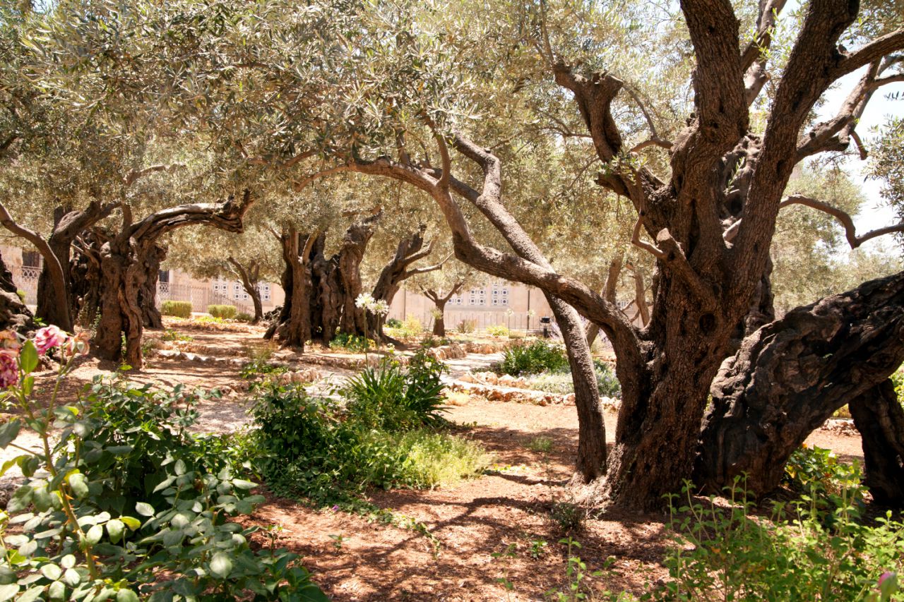 Jerusalen - Huerto de los olivos