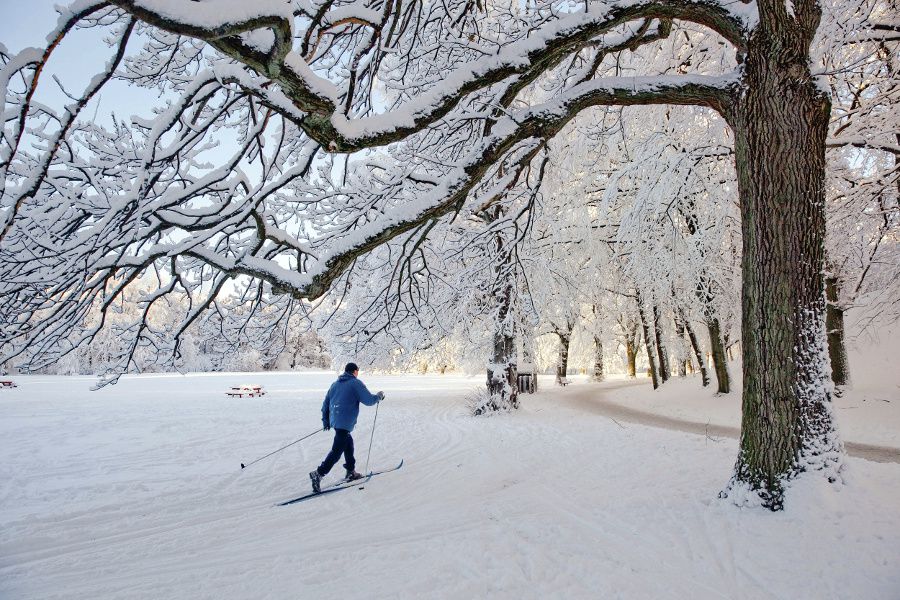 Slottsskogen