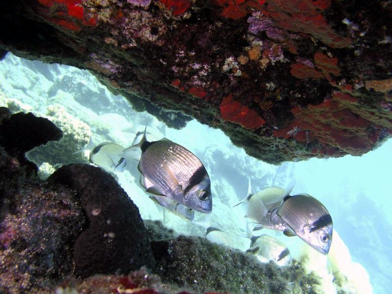 Buceo en Tabarka