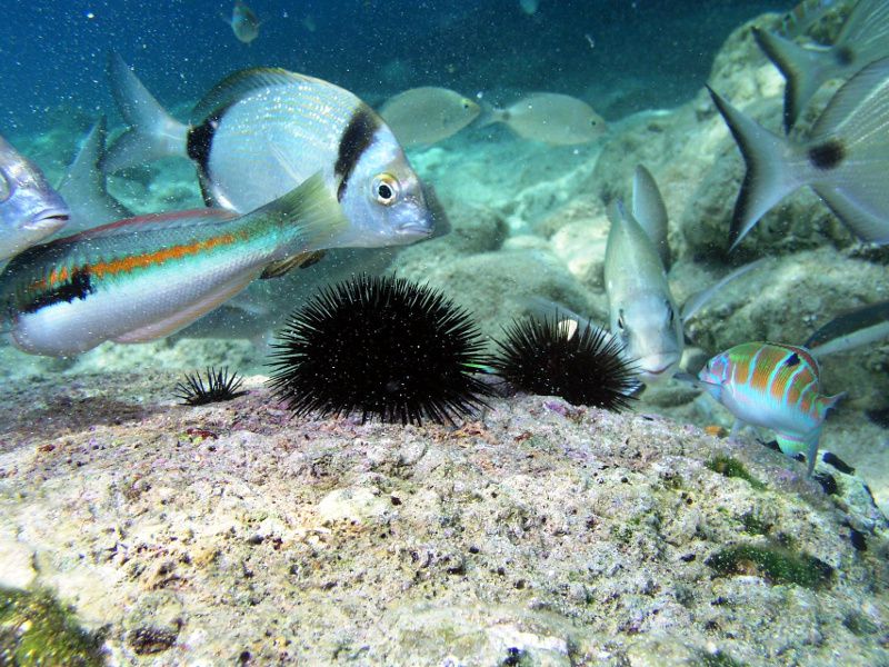 Buceo en Tabarka