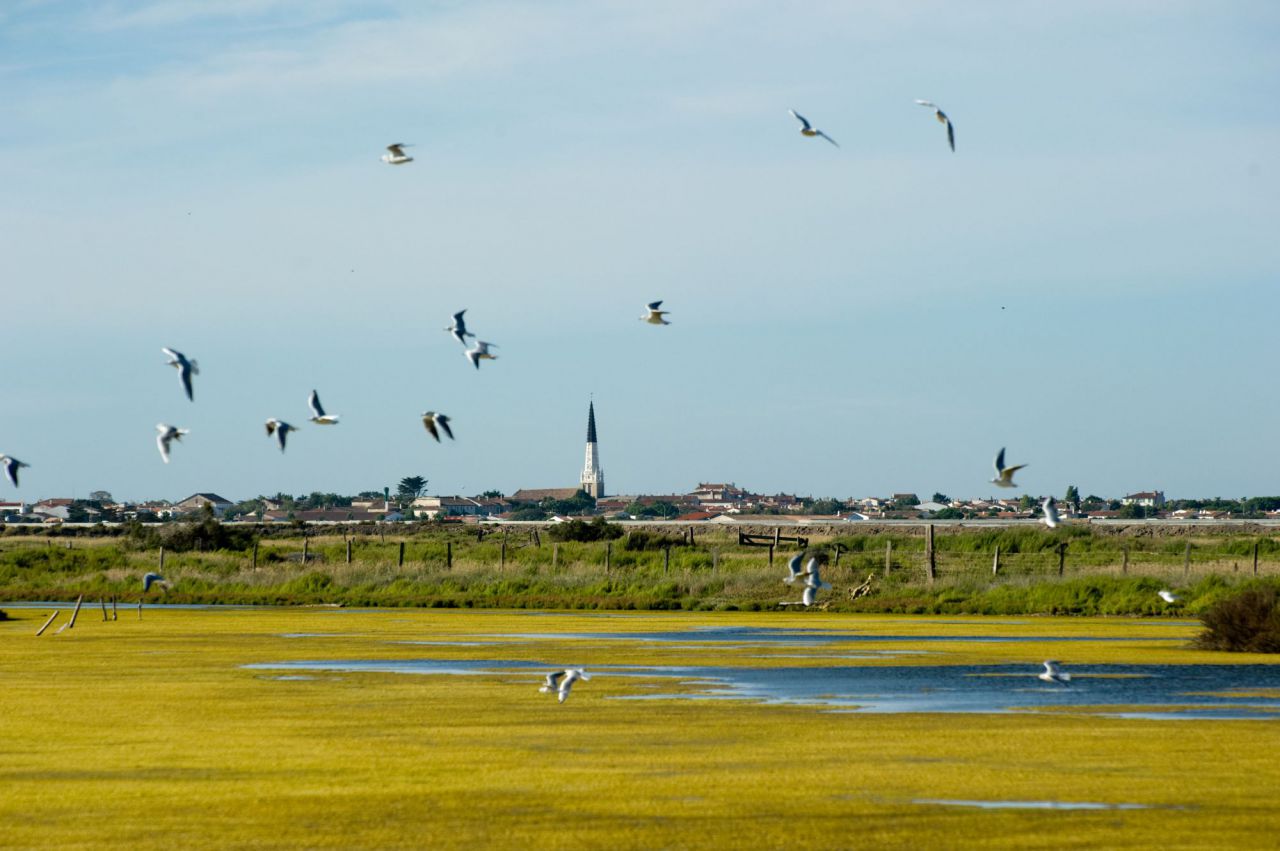 Isla de Ré   (Île de Ré)