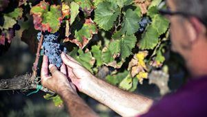 Los viñedos siguen profundamente arraigados a la localidad de Rosas