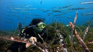 Recuperación de la posidonia oceánica de las Islas Baleares