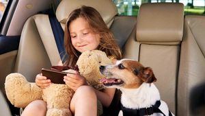 Cómo proteger correctamente a los perros en los viajes de verano en carretera
