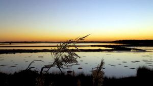 Albuferas y salinas, espacios naturales protegidos en las Islas Baleares