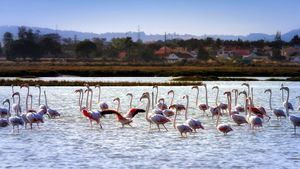 Setúbal, destino luso conocido por su oferta en gastronomía, naturaleza y cultura