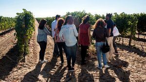 Planes para adentrarse en la vendimia de la Ruta del Vino de Rueda