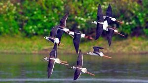 Maratón de observación de aves de Taiwán 2024