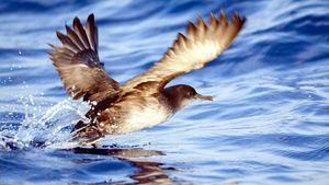 Las Islas Baleares, destino ideal para los amantes del birdwatching