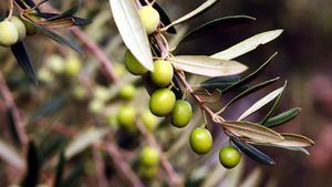 Finca la Torre prevé una cosecha de aceitunas un 30 % mayor que el pasado año