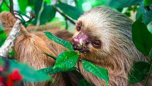 El perezoso, un animal icónico de Costa Rica