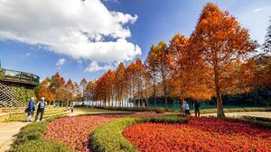 La época más hermosa para ver cipreses en Nantou