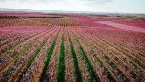 España en Floración, participará en FITUR 2025 para presentar este nuevo producto turístico