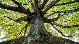 Tu Bishvat, celebrar el Año Nuevo de los Árboles