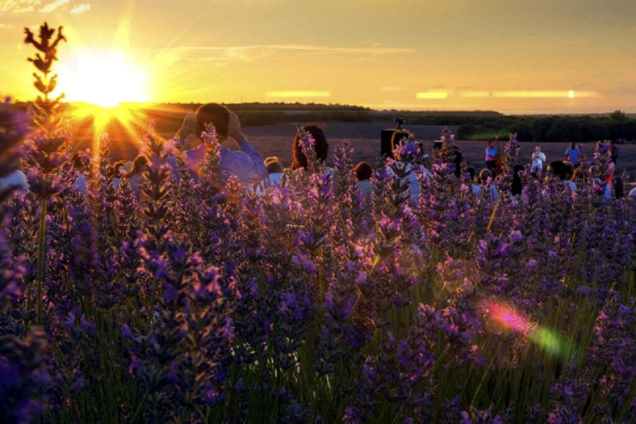 Fiesta de la Lavanda, Brihuega